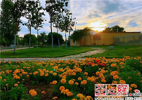 新疆:千里綠廊 百花爭艷別樣美
