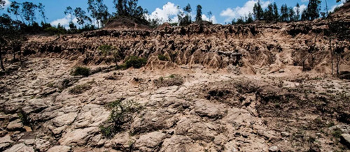繁榮的森林景觀：實現可持續未來的關鍵