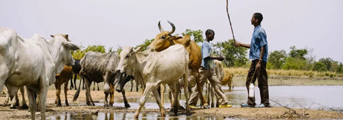 繁榮的森林景觀：實現可持續未來的關鍵
