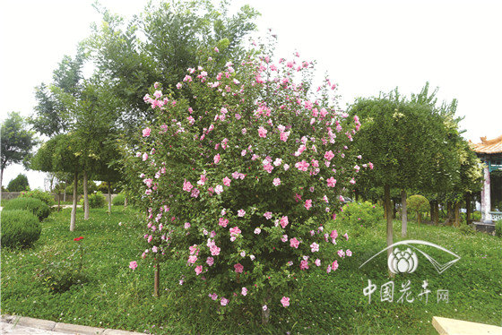 仲夏之日木槿榮