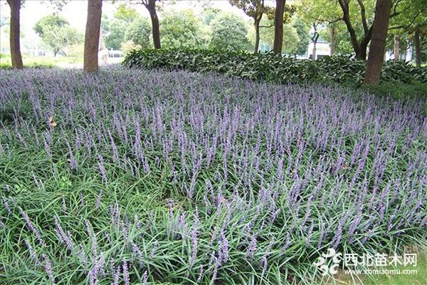 綠化應用中,常用鑲邊植物都有哪些?
