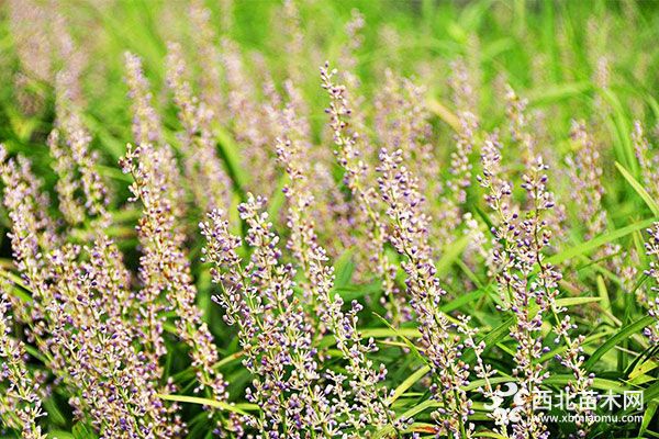 綠化應用中,常用鑲邊植物都有哪些?