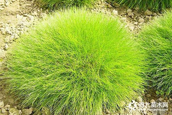 綠化應用中,常用鑲邊植物都有哪些?