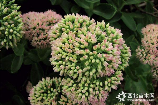 綠化應用中,常用鑲邊植物都有哪些?