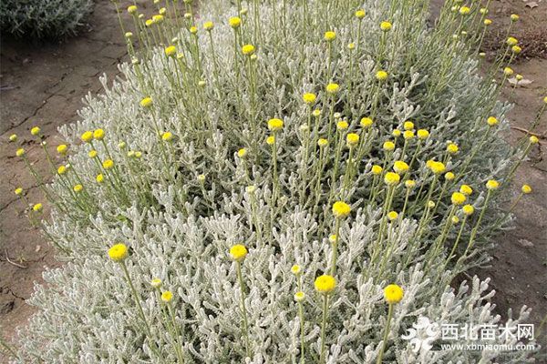 綠化應用中,常用鑲邊植物都有哪些?