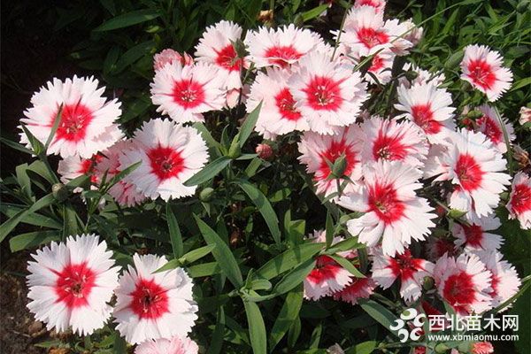 綠化應用中,常用鑲邊植物都有哪些?