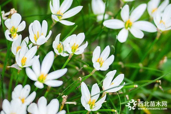 綠化應用中,常用鑲邊植物都有哪些?