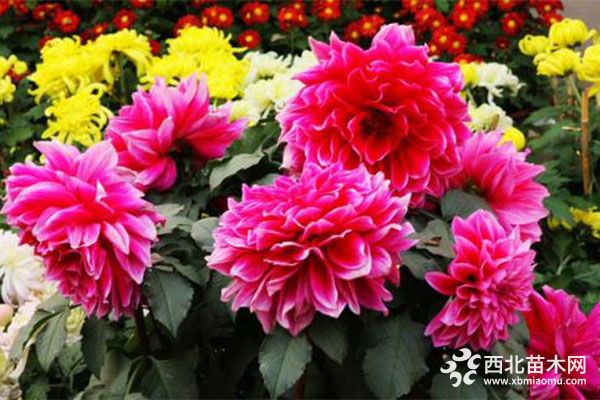 綠化應用中,常用鑲邊植物都有哪些?