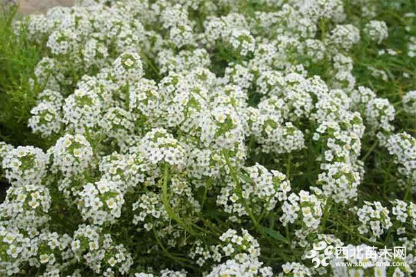 綠化應用中,常用鑲邊植物都有哪些?