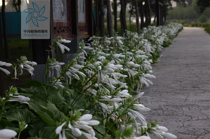 綠化應用中,常用鑲邊植物都有哪些?