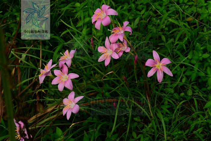 綠化應用中,常用鑲邊植物都有哪些?