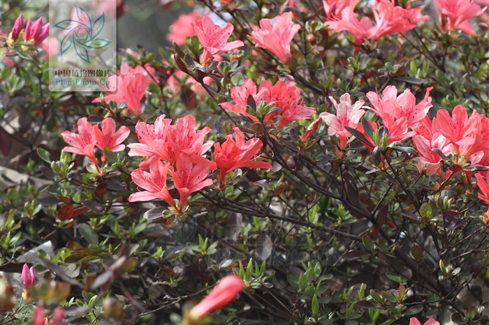 綠化應用中,常用鑲邊植物都有哪些?