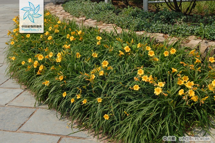 綠化應用中,常用鑲邊植物都有哪些?