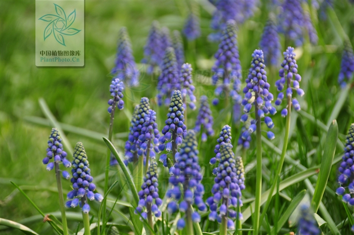 綠化應用中,常用鑲邊植物都有哪些?