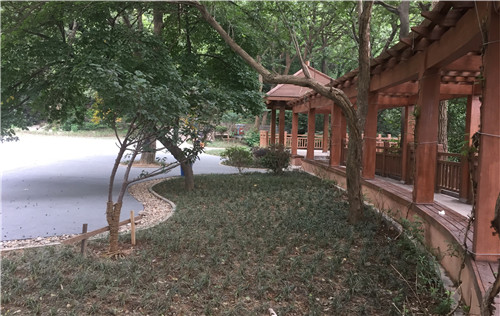 園冶杯專業獎：中山陵園風景區頭陀嶺區域環境整治工程