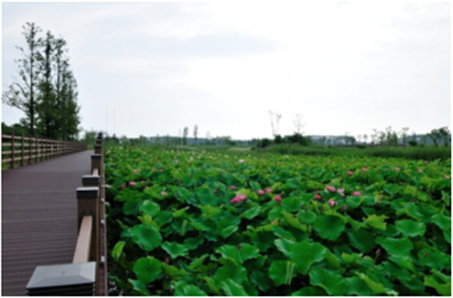 趙泰東：韓國江陵市鏡浦濕地修復計劃和現狀