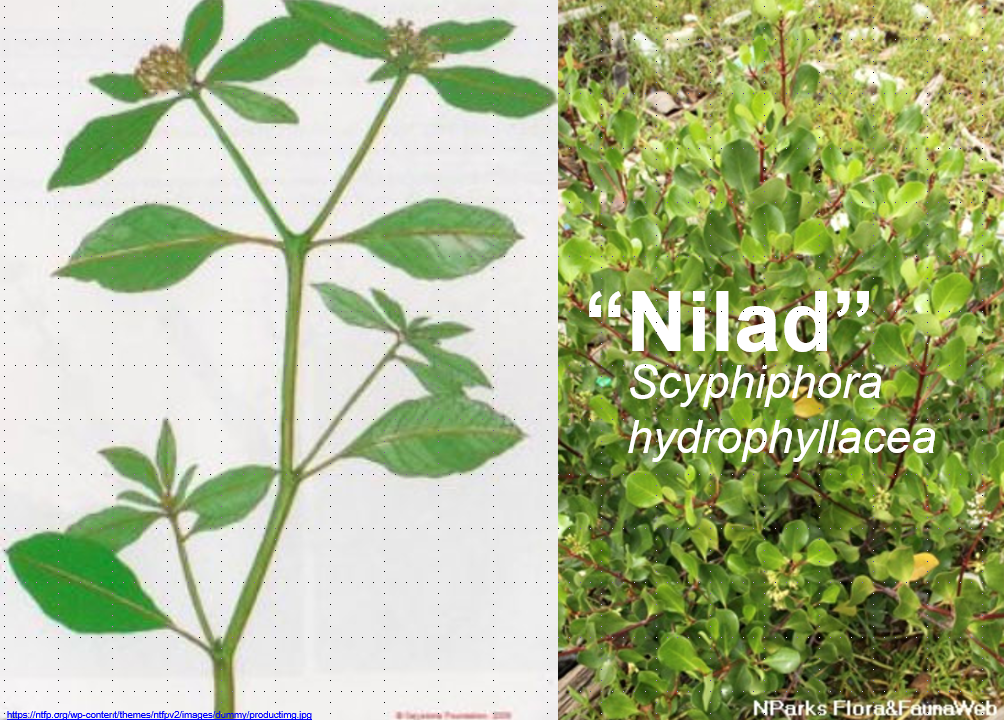 Jose ntonio P.Bimbao:走近日落——馬尼拉的動態海濱區域