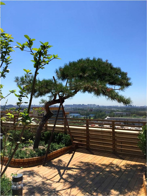 園冶杯專業獎:北大國際醫院屋頂花園設計