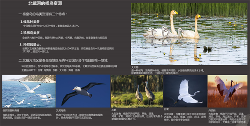 白祖華:東沙河上的《天鵝湖》