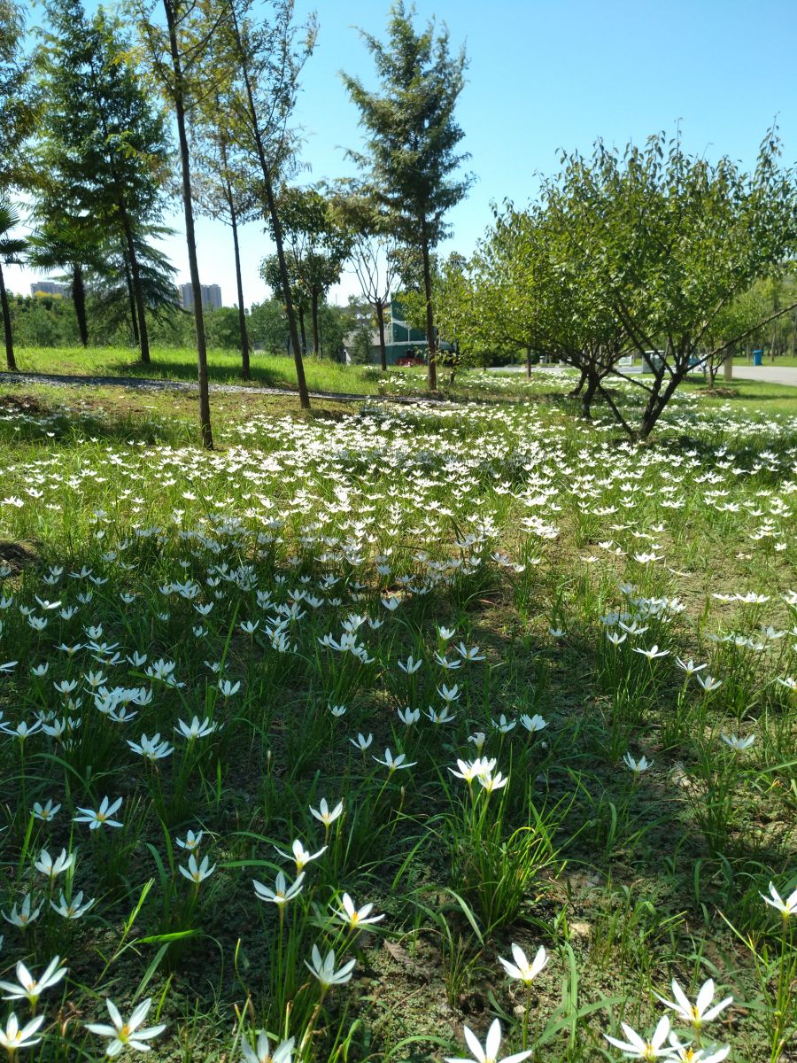 園冶杯專業(yè)獎:戴家湖公園生態(tài)修復工程
