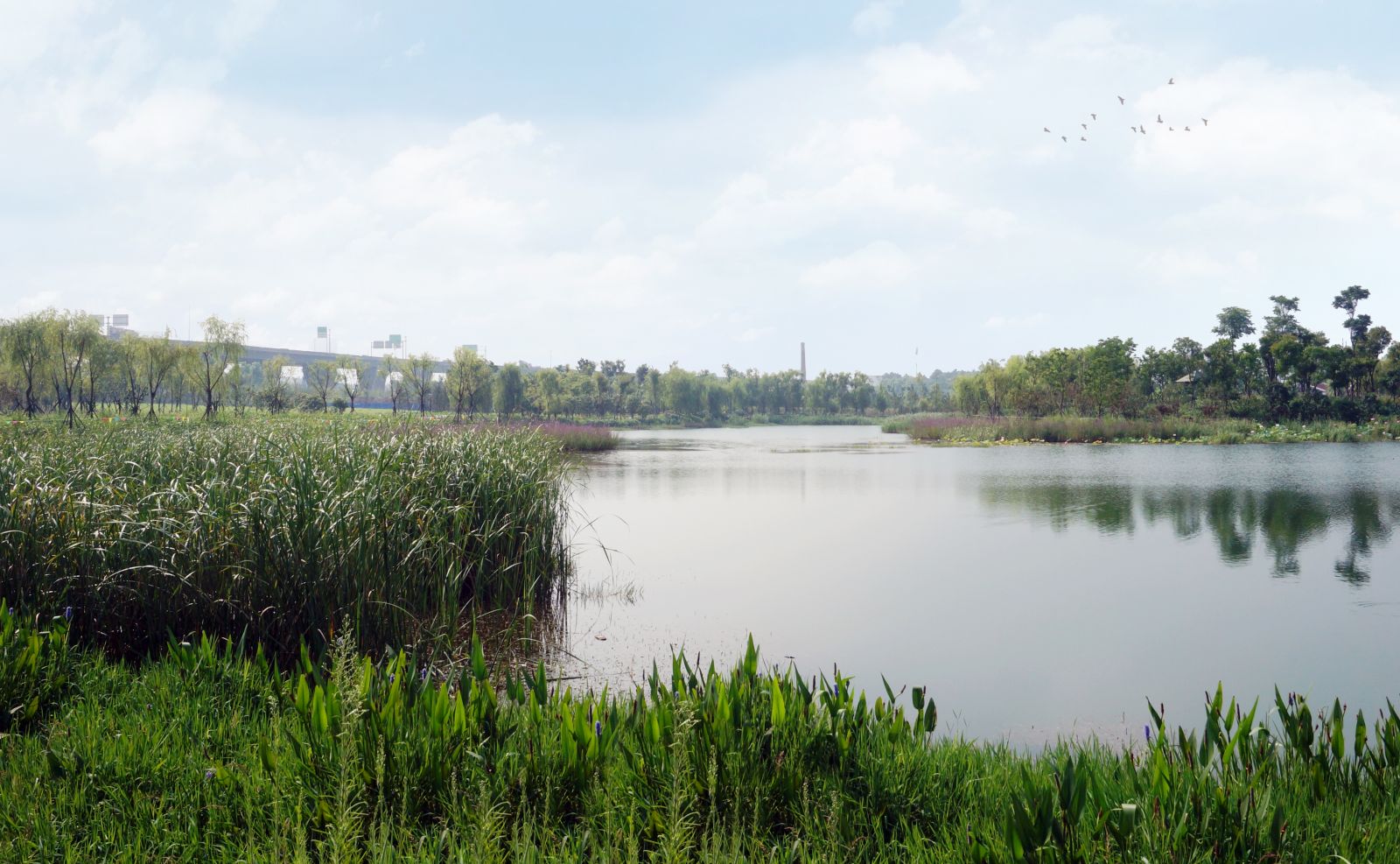 園冶杯專業(yè)獎:戴家湖公園生態(tài)修復工程