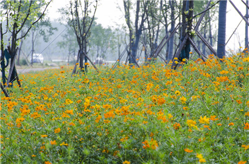 園冶杯專業(yè)獎:巢湖市烔長路景觀工程