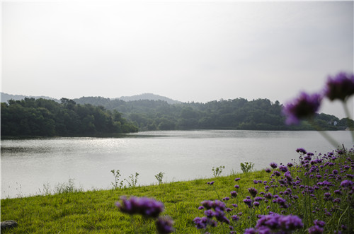 園冶杯專業(yè)獎:巢湖市烔長路景觀工程