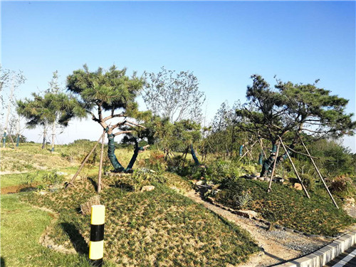 園冶杯專業(yè)獎:巢湖市烔長路景觀工程