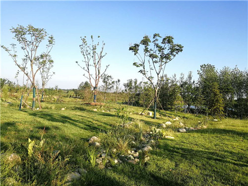 園冶杯專業(yè)獎：巢湖市烔長路景觀工程