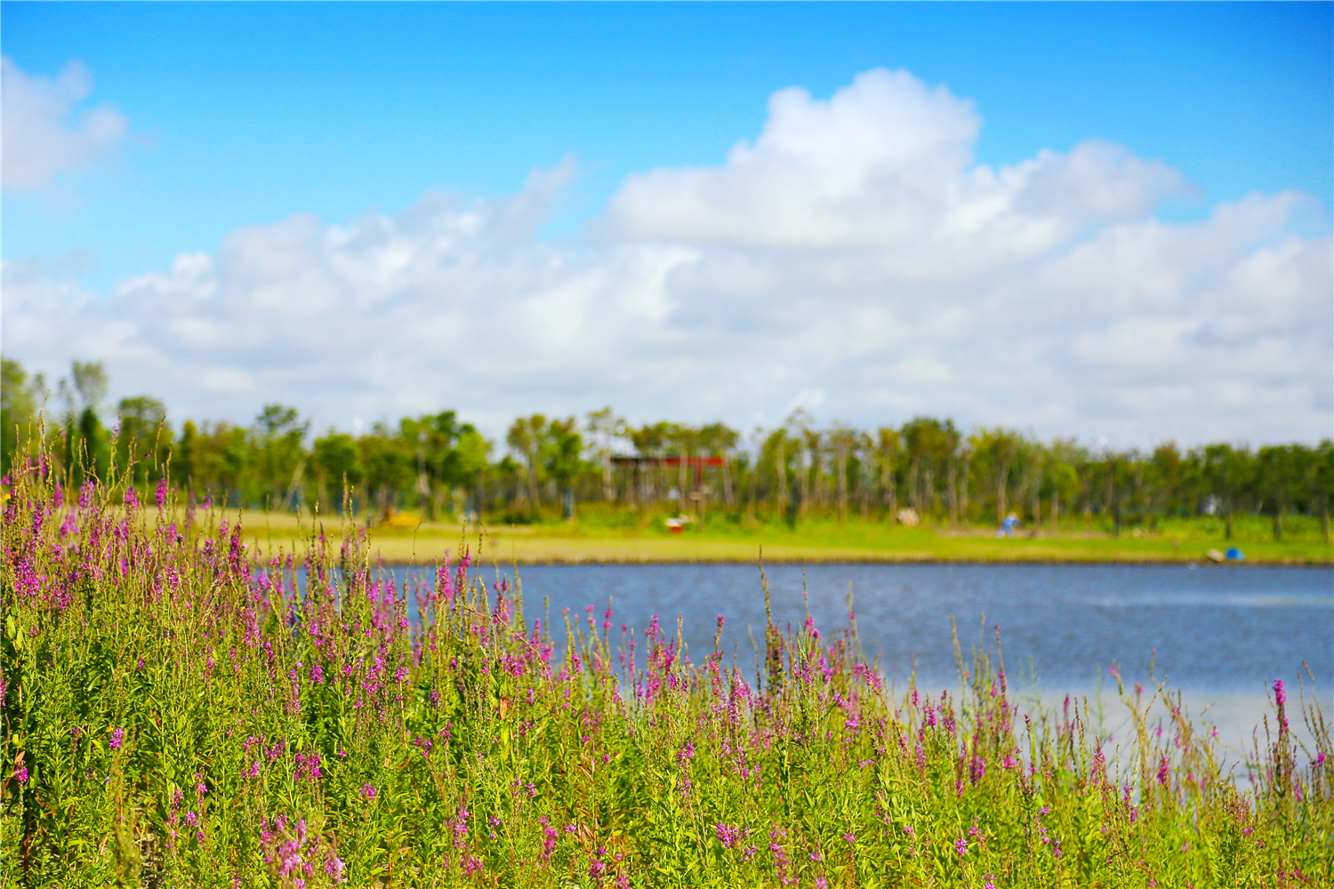 園冶杯專業獎:春花秋色(暫名)景觀工程