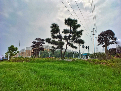 園冶杯專業(yè)獎：廬陽工業(yè)區(qū)天水路、凌湖路綠化施工