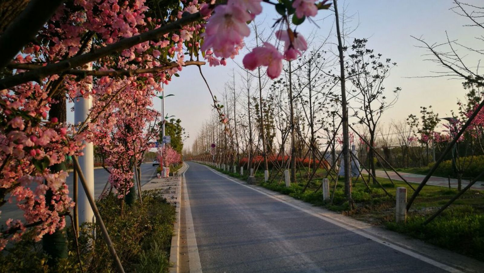 園冶杯專業獎：店忠路（新合馬路至環巢湖大道段）改建工程景觀設計
