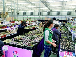 北京花鄉:花香中道別四大花卉交易市場