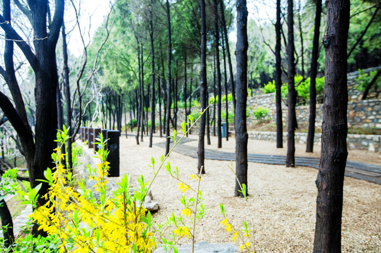 園冶杯專業獎:金雞嶺景區建設項目設計