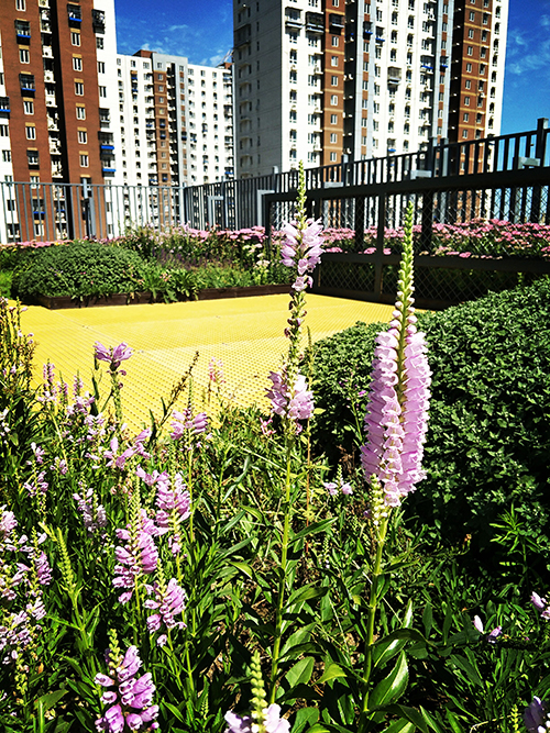 園冶杯專業獎:工業大學附中低碳屋頂花園