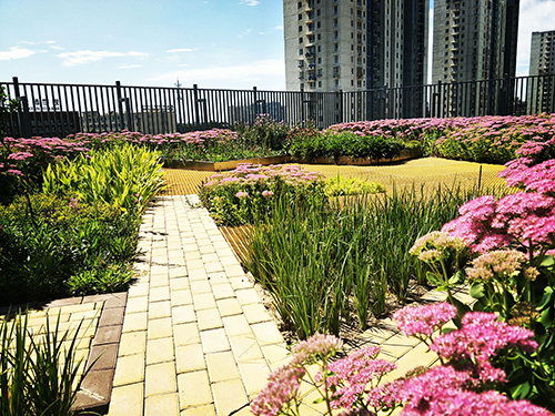 園冶杯專業獎:工業大學附中低碳屋頂花園
