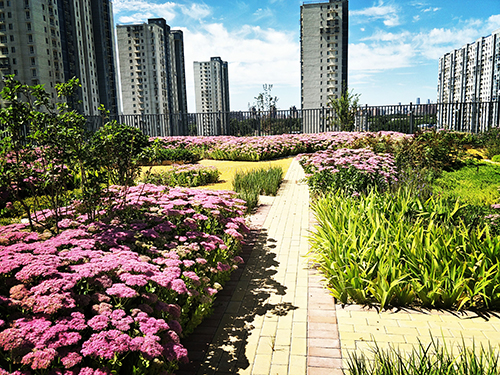 園冶杯專業獎:工業大學附中低碳屋頂花園