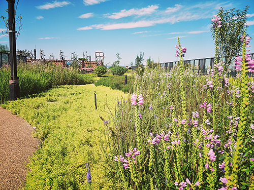 園冶杯專業(yè)獎(jiǎng):景山學(xué)校分校低碳屋頂花園