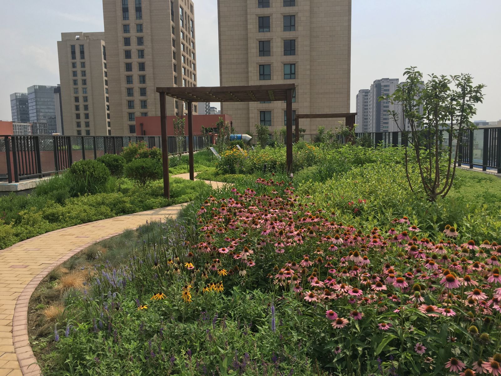 園冶杯專業(yè)獎(jiǎng):景山學(xué)校分校低碳屋頂花園