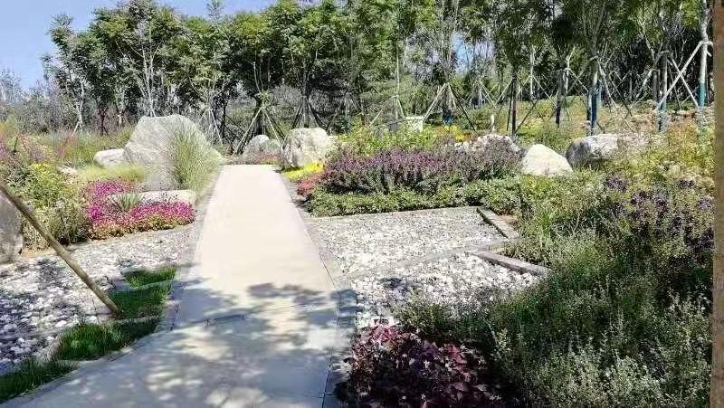 河北省第二屆園博會花境作品——碣石仙臺