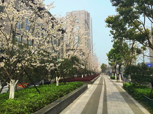 園冶杯專業獎:新塘路(新風路-新業路)綜合整治工程景觀綠化Ⅰ標段