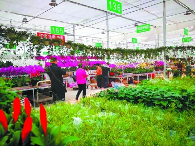 300多戶北京花商轉戰河北高碑店