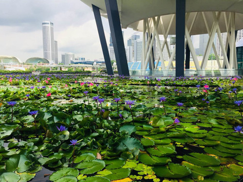 引領(lǐng)城市未來(lái)，中國(guó)“公園城市”建設(shè)前路美好