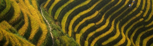 AECOM:廣西陽朔悅榕莊酒店景觀設(shè)計