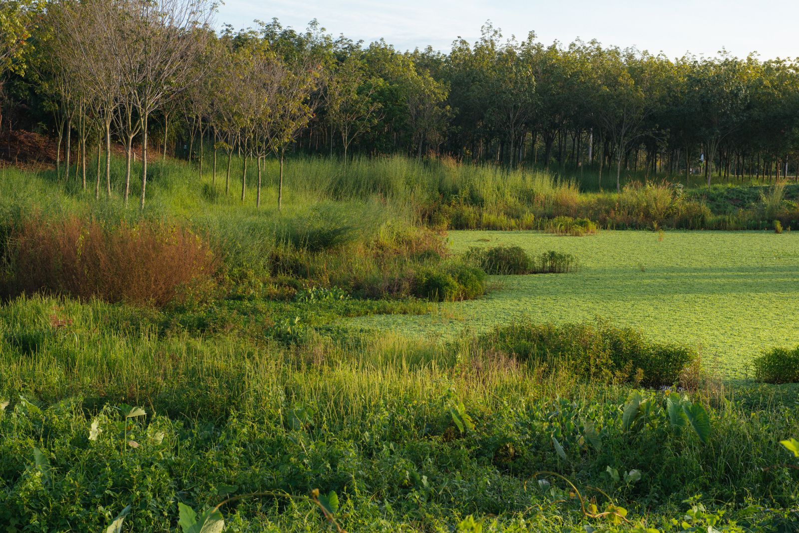 園冶杯專業獎:泰國Wangchan森林