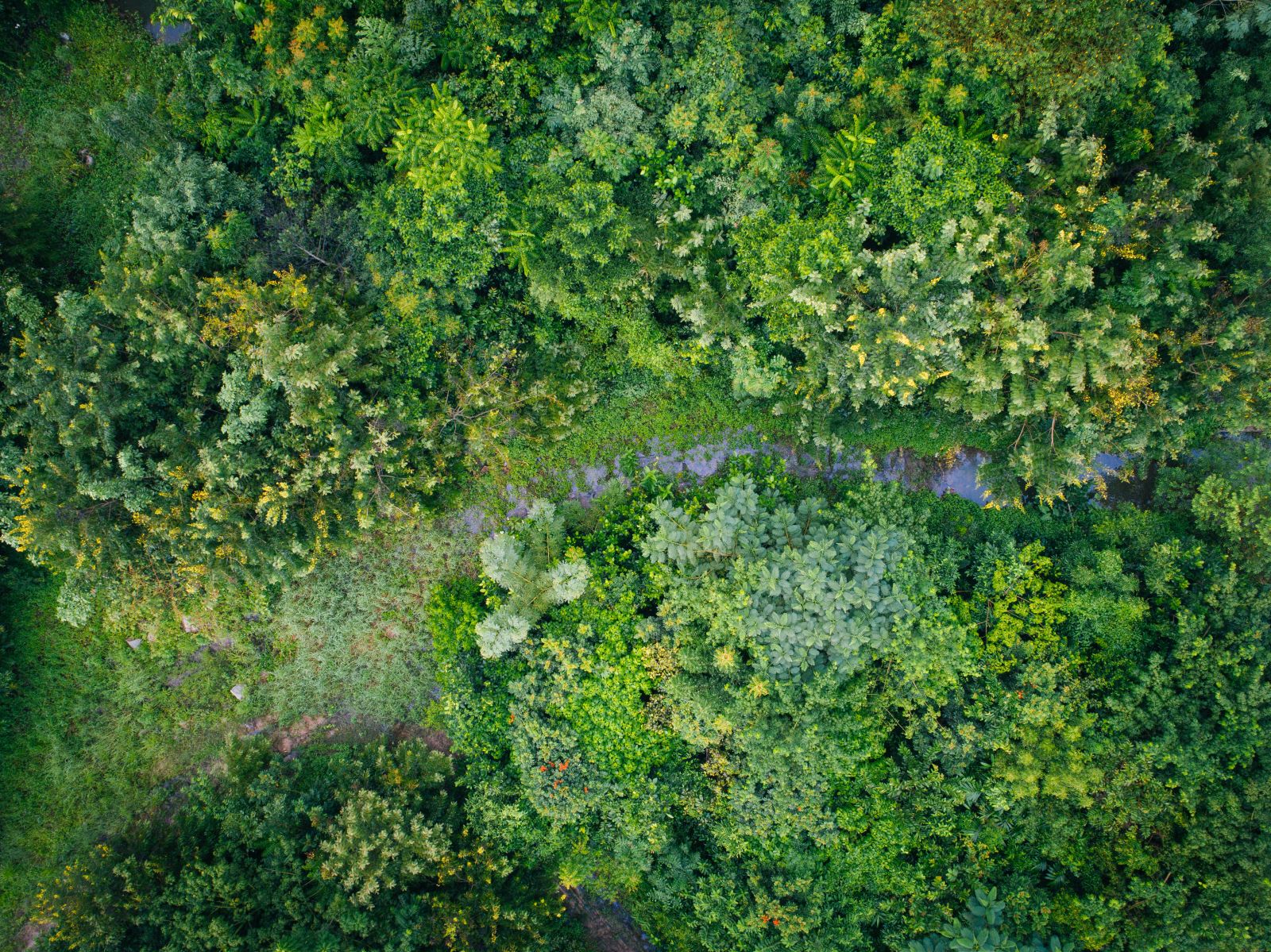 園冶杯專業獎:泰國Wangchan森林