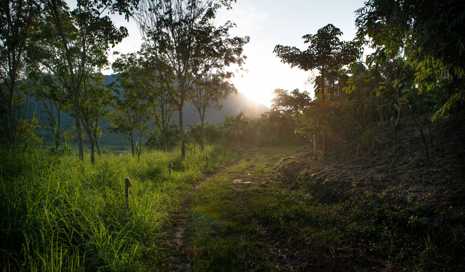 園冶杯專業獎:泰國Wangchan森林