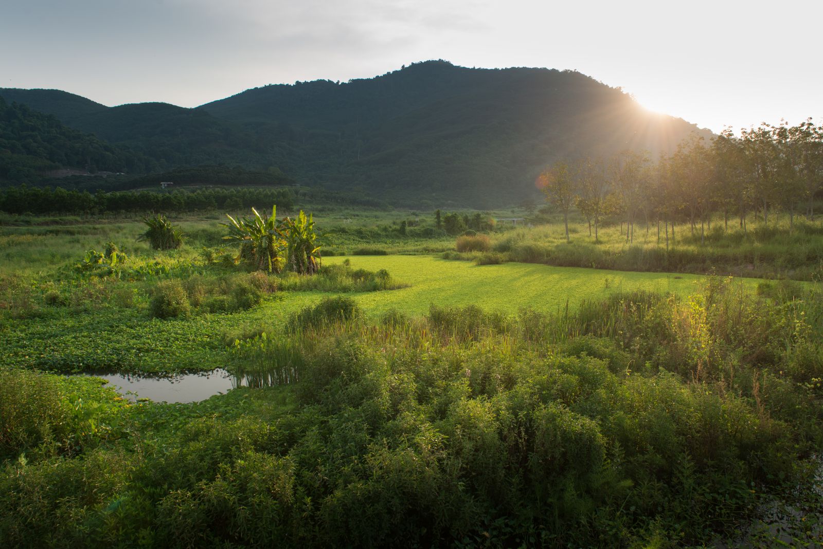 園冶杯專業獎:泰國Wangchan森林