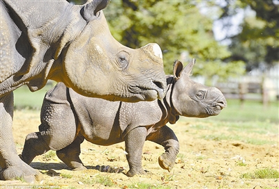 印度十大國(guó)家公園的神秘誘惑