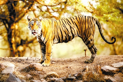 印度十大國(guó)家公園的神秘誘惑